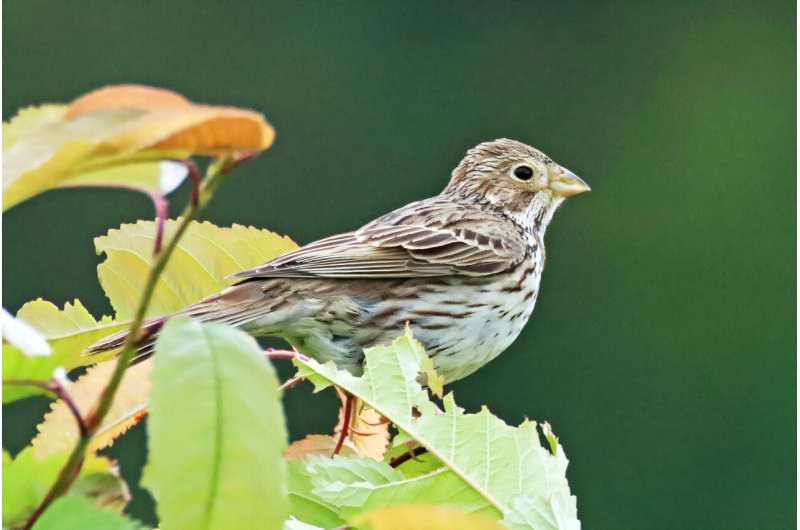 Citizen science platforms reveal more resources needed to protect birds in Germany