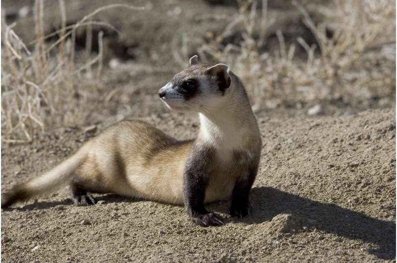 Cloned black-footed ferret birth sparks ethical debate—why that is a big step, but not a substitute, for conservation