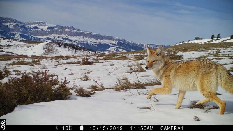 Research finds coyotes thriving despite human and predator pressures