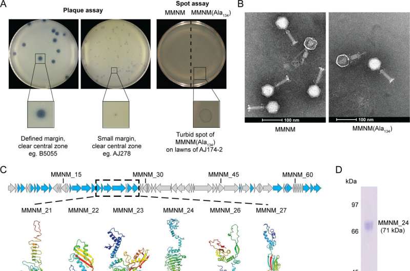 How discovery in merri creek may save us from superbugs