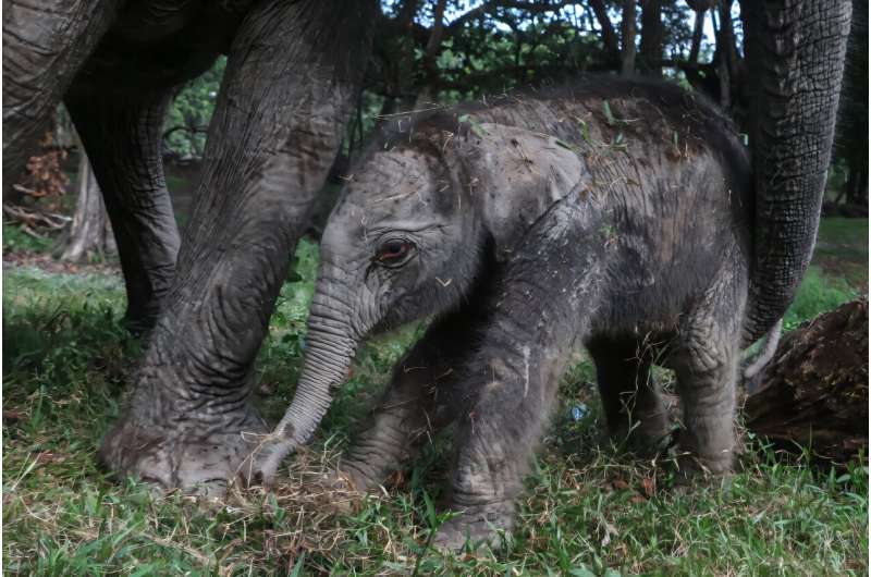 The yet to be named female calf weighed 104 kgs at birth