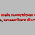 Deaf male mosquitoes don’t mate, researchers discover