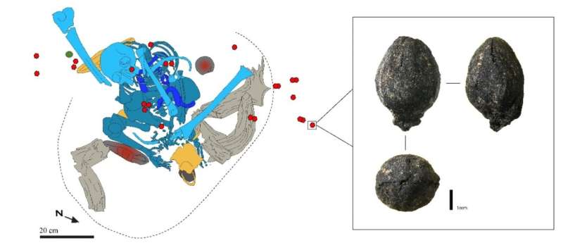 Earliest evidence of ephedra use found in 15,000-year-old Moroccan burial