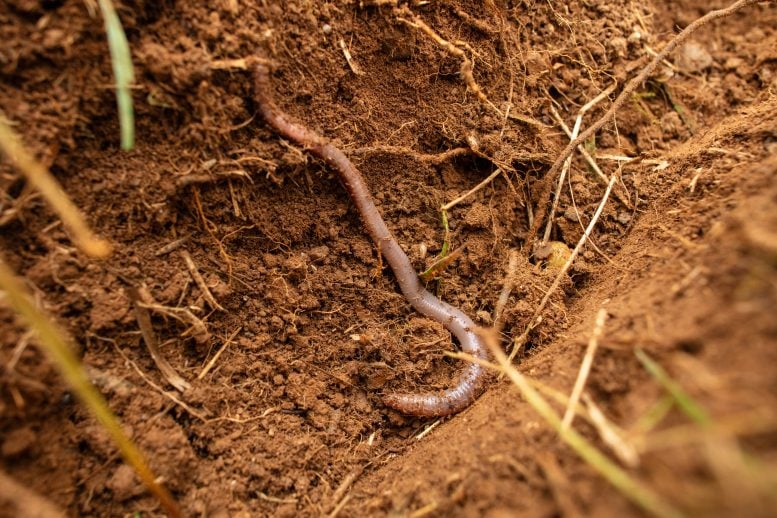 Bio Based Fibers and Earthworms