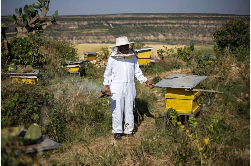 Beekeeper Amanuel Hiluf says he is only able to produce a fraction of the honey he made before the war in Tigray