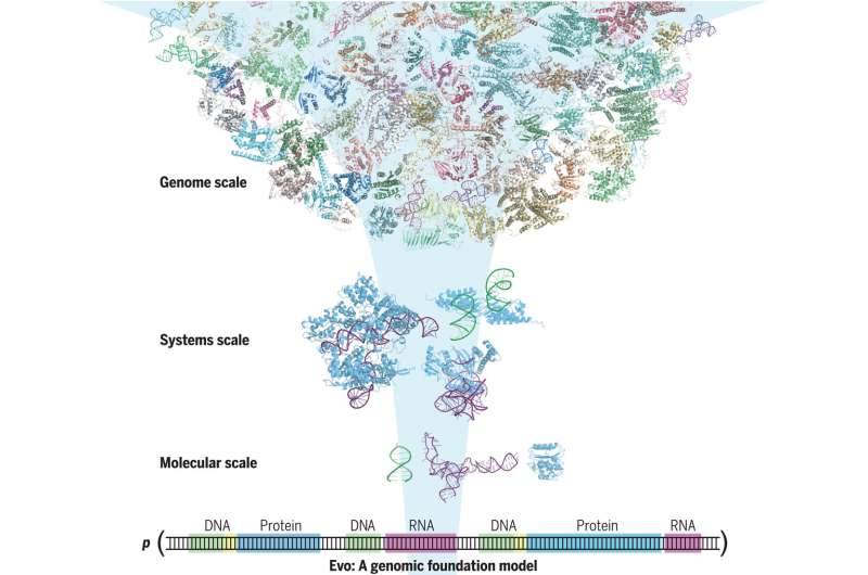 Evo—an AI-based model for deciphering and designing genetic sequences