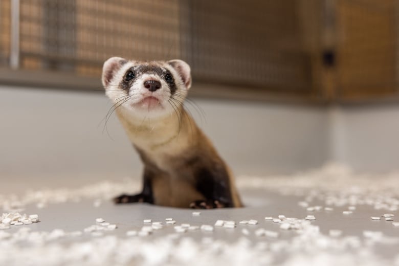 A ferret with brownish white fur, black feet and black patches over its eyes peeks out of a hole in the floor. 