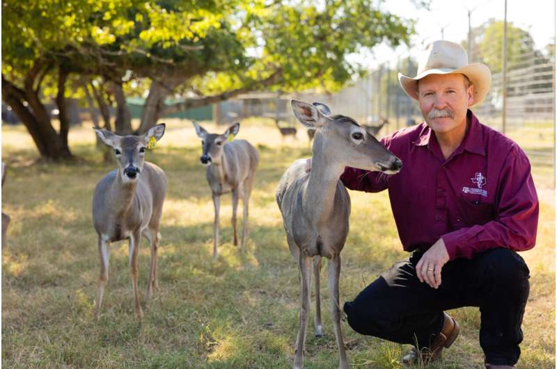 Texas A&M researchers see success in first tests of oral anthrax vaccine in white-tailed deer