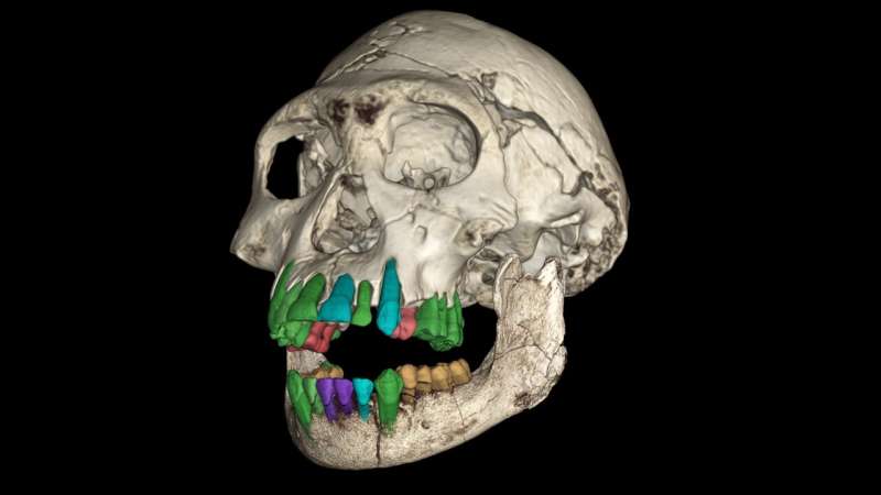 The secrets of fossil teeth revealed by the synchrotron: a long childhood is the prelude to the evolution of a large brain