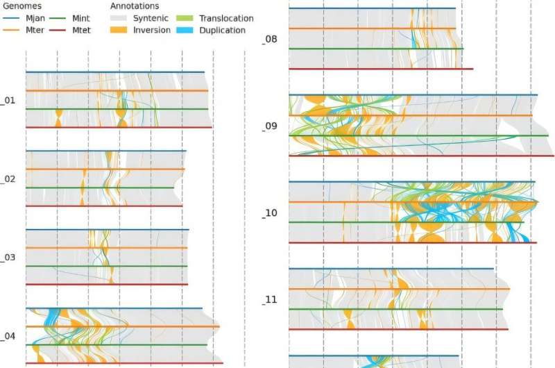 Comprehensive genome sequencing of all four Macadamia species unlocks new potential for crop improvement