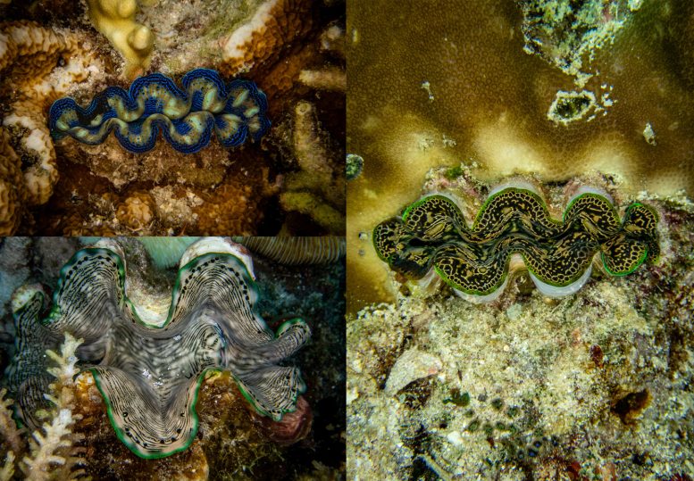 Giant Clams