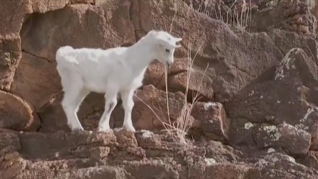 White baby goat standing on the edge of a narrow cliff