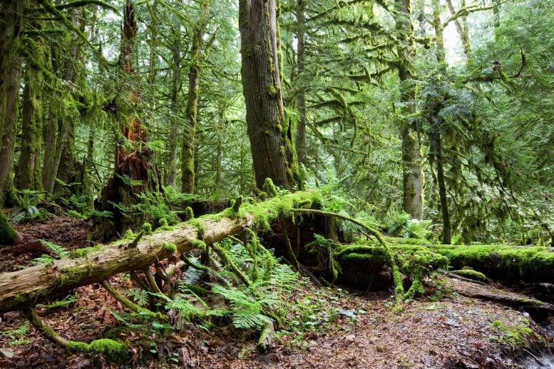 Temperate Rainforest