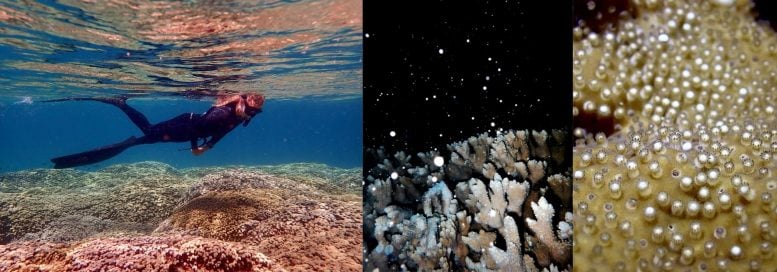 Young Coral Use Metabolic Tricks To Resist Bleaching