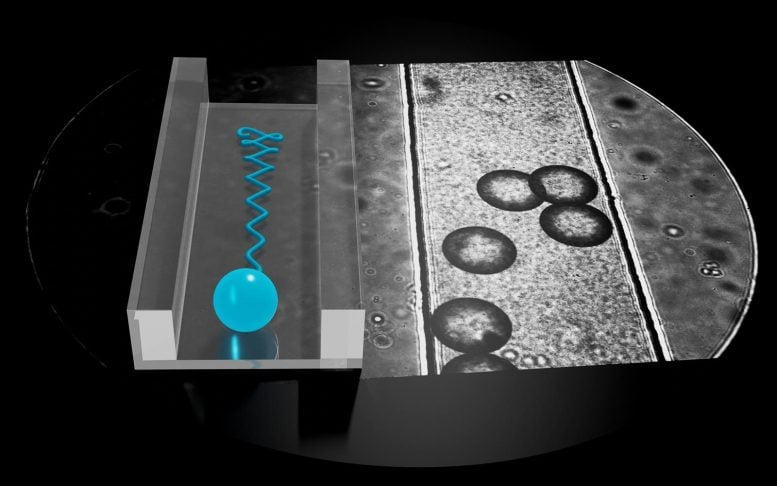 Microswimmers Channel Oscillation