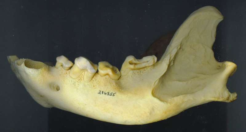 New study reveals unique adaptations of jaw function and tooth wear in hypercarnivores