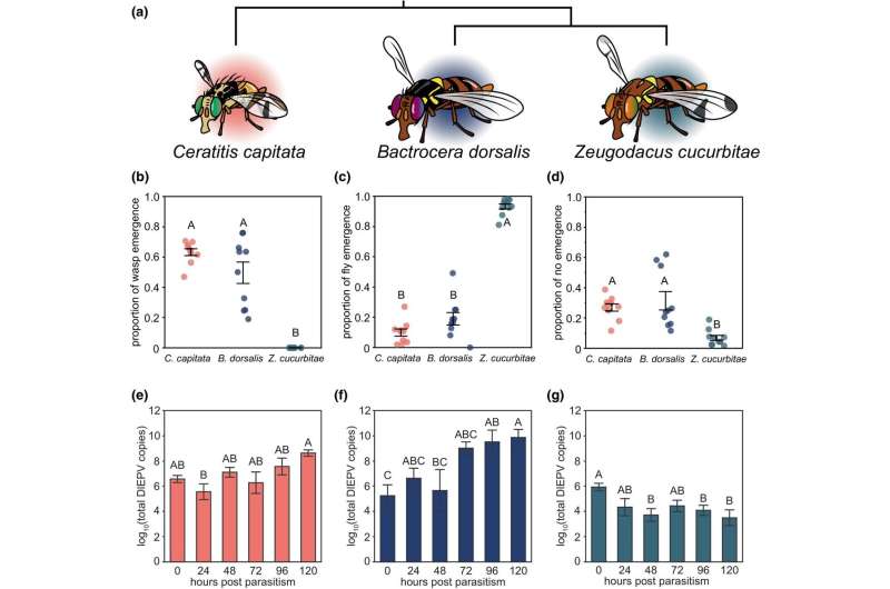 In Hawaii, parasites and viruses team up in the battle against fruit flies—implications for global pest control