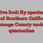 Invasive fruit fly species puts parts of Southern California’s Orange County under quarantine