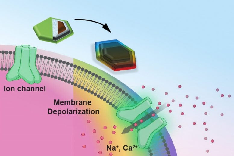 Magnetic Core of the Nanodisc Is Magnetostrictive