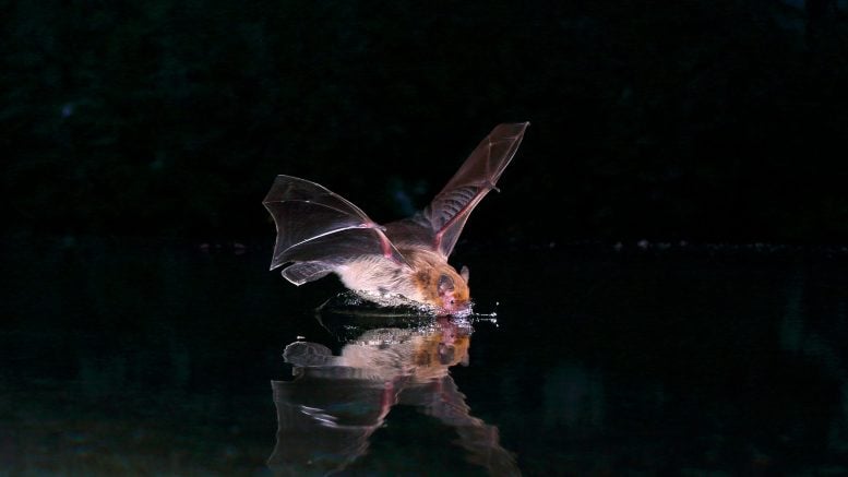 Kuhl’s Pipistrelle Bat Crop