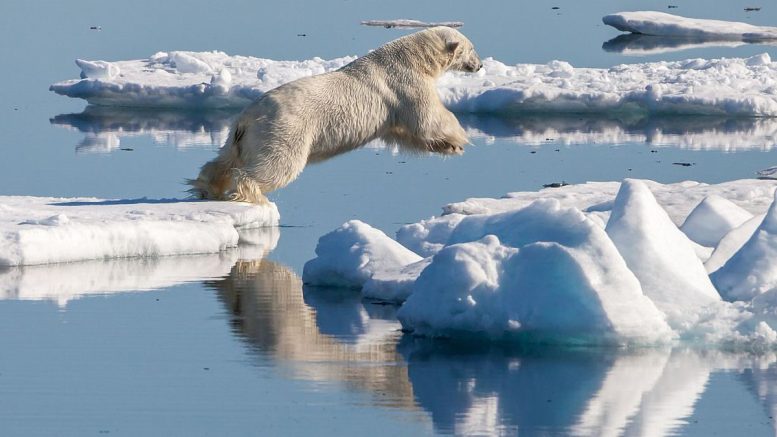 Polar Bear Chases Prey on Melting Ice