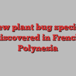 New plant bug species discovered in French Polynesia