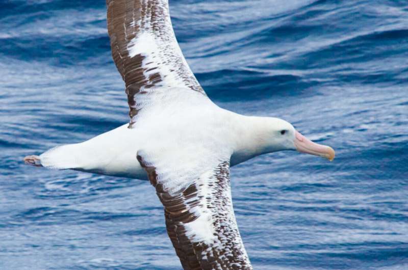 New research reveals how stormy conditions affect albatrosses' ability to feed