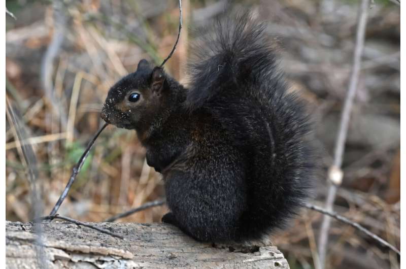 New Yorker Mark Longo said he rescued Peanut after seeing his mother killed by a car, going on to bottle feed the baby black squirrel, similar to the one pictured here