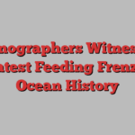 Oceanographers Witness the Greatest Feeding Frenzy in Ocean History