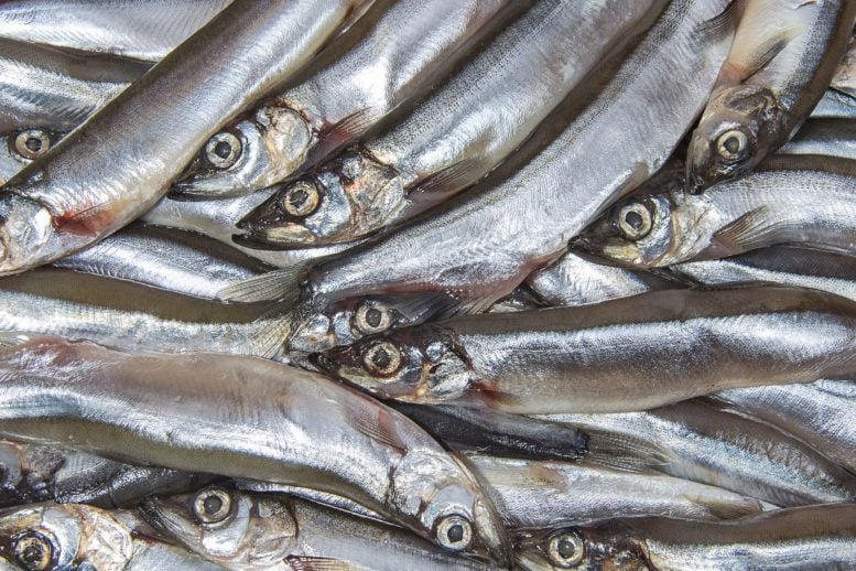 Capelin