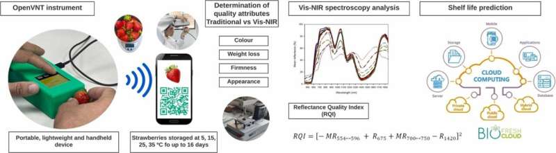 A new method predicts the shelf life of strawberries in real time