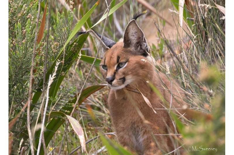 Power of aesthetic species on social media boosts wildlife conservation efforts, say experts