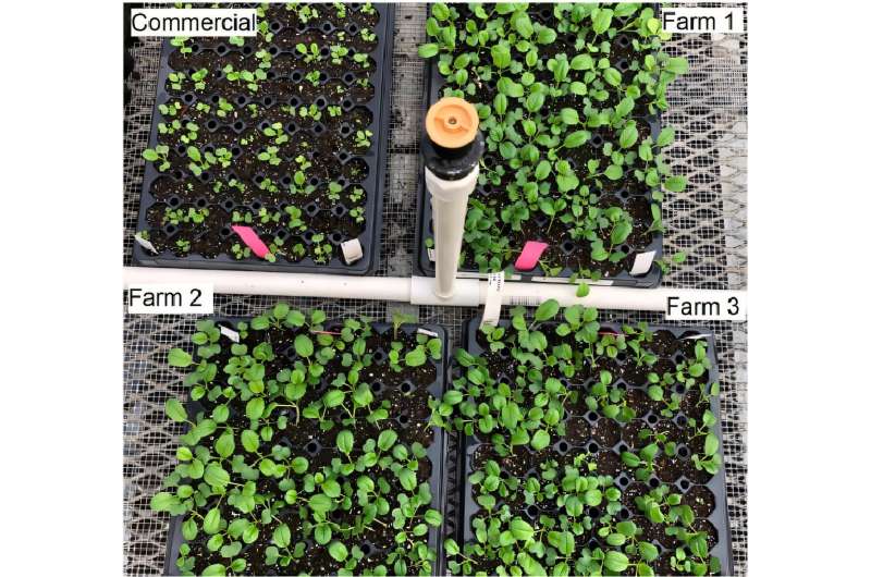 Heirloom cabbage seed quality varies by crop system