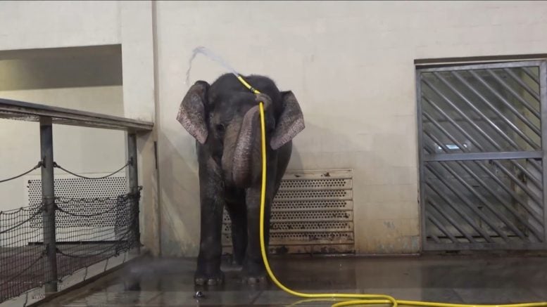 Elephant Water Hose Tool Use