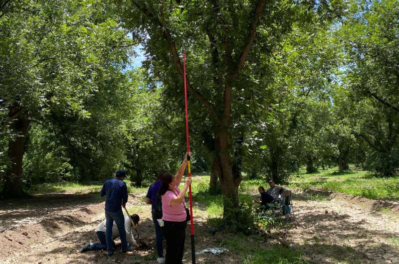 UTEP team to investigate climate change impact on pecan orchards