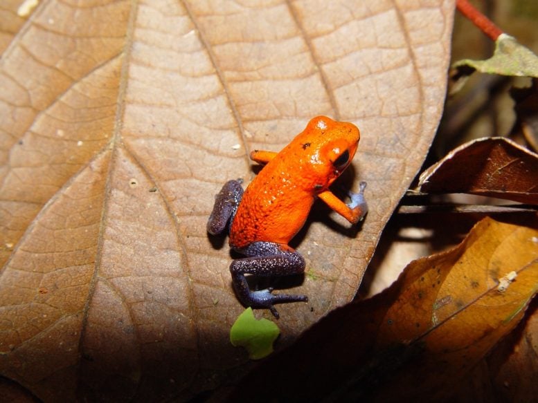 Strawberry Poison Dart Frog