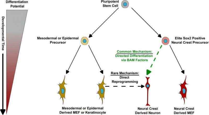 Researchers challenge longstanding theories in cellular reprogramming