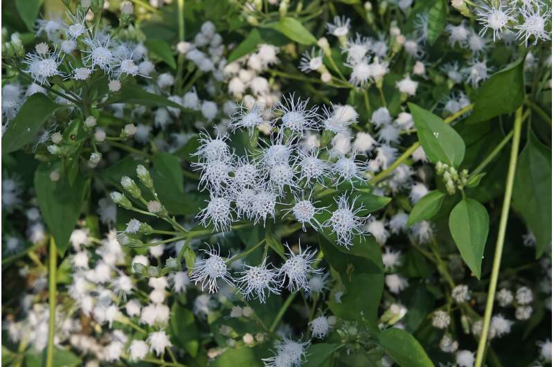 Researchers study effect of phosporous and irradiance on the invasive plant  chromolaena odorata