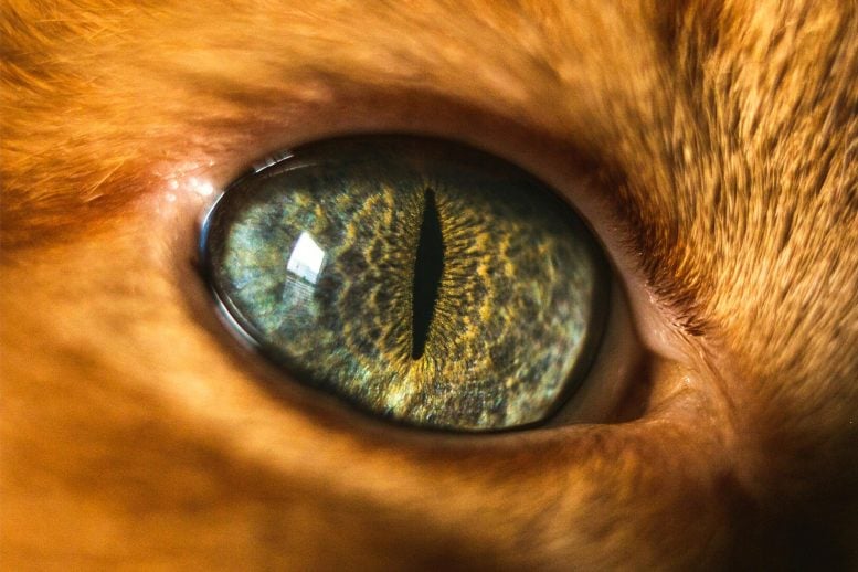 Cats Eye Close Up