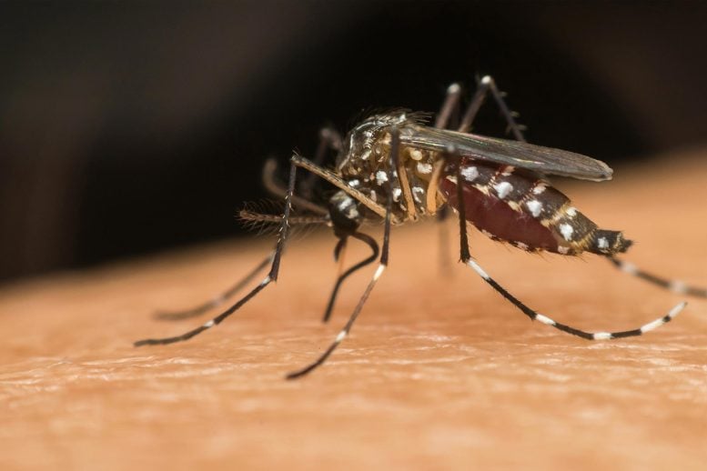 Mosquito Aedes Aegypti on Human Skin