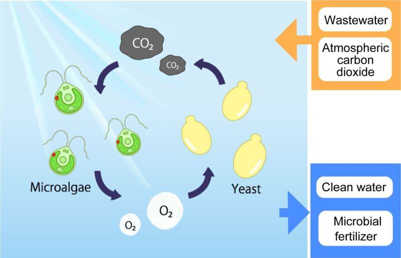 Greener and cleaner: Yeast-green algae mix improves water treatment