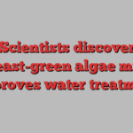 Scientists discover yeast-green algae mix improves water treatment