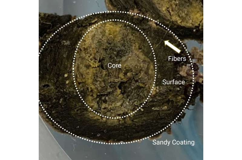 Mysterious Sydney beach blobs: Scientists uncover their complex composition