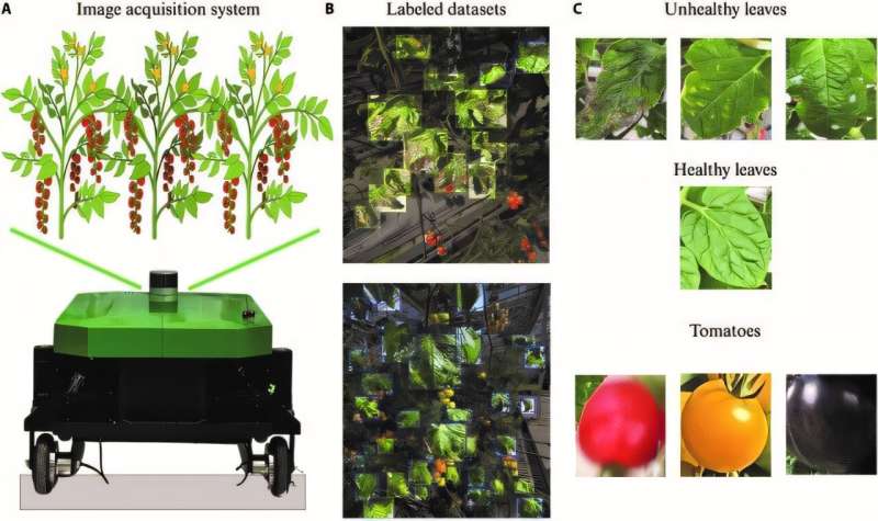 Smart surveillance system revolutionizes tomato plant monitoring with high-speed disease detection and fruit counting