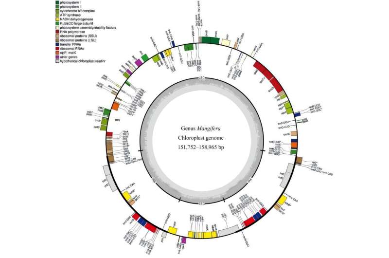 New insights into mango evolution: study reveals extensive hybridization within the Mangifera genus