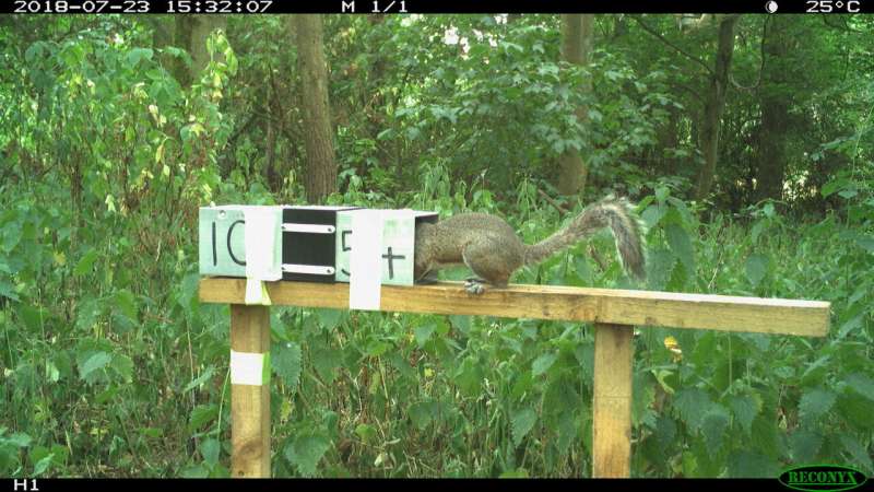 Grey squirrel control: New study shows promise for effective contraceptive delivery system