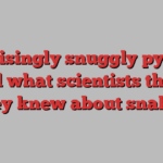 Surprisingly snuggly pythons upend what scientists thought they knew about snakes