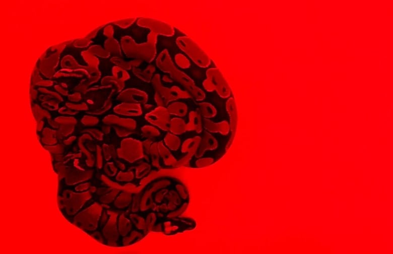 A group of snakes coiled together in a ball against a bright red backdrop. 