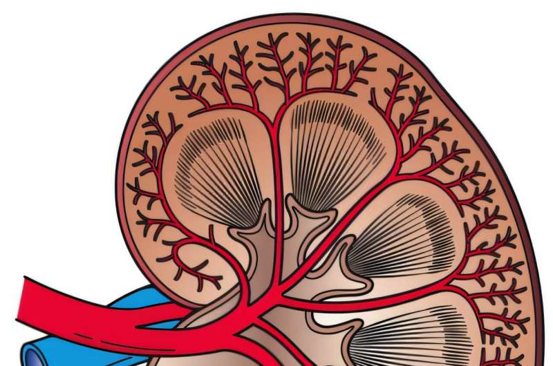 Chung-Ang University develops non-invasive biosensor for early kidney disease detection