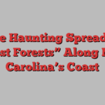 The Haunting Spread of “Ghost Forests” Along North Carolina’s Coast